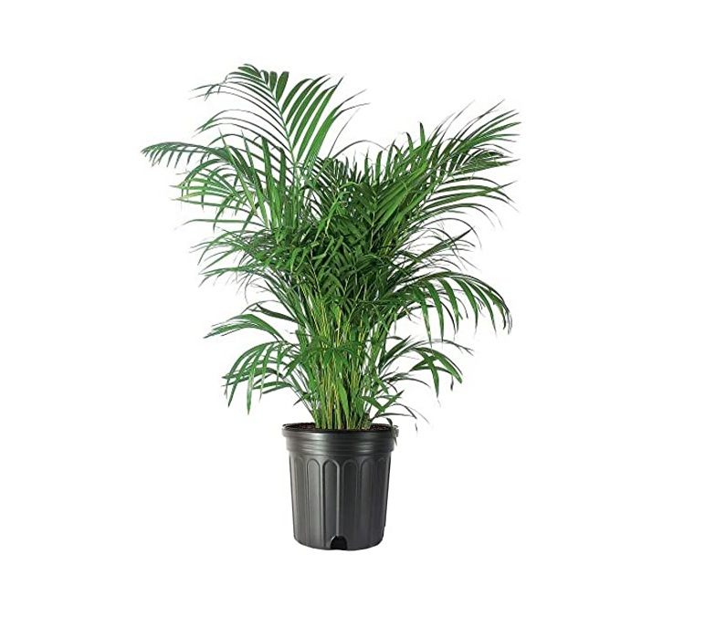 LP Live Plant Areca Palm (Each)