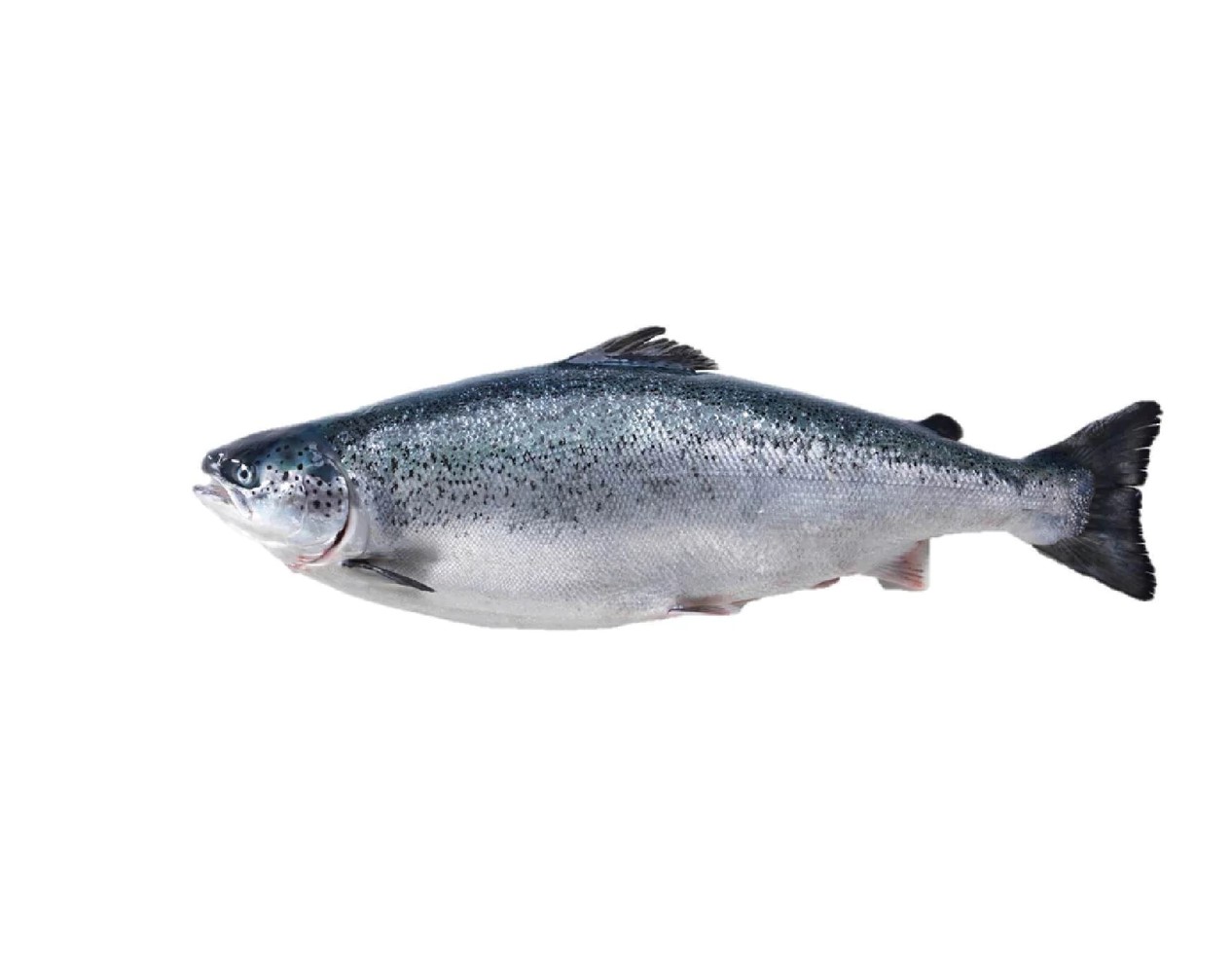 Francis Fish Frozen Fish Salmon Whole (per KG)