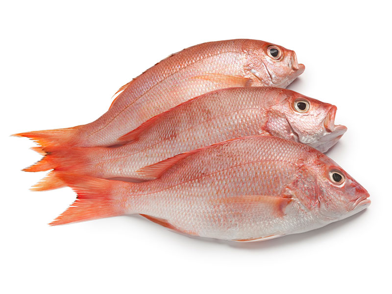 Francis Fish Frozen Red Snapper Whole (per KG)