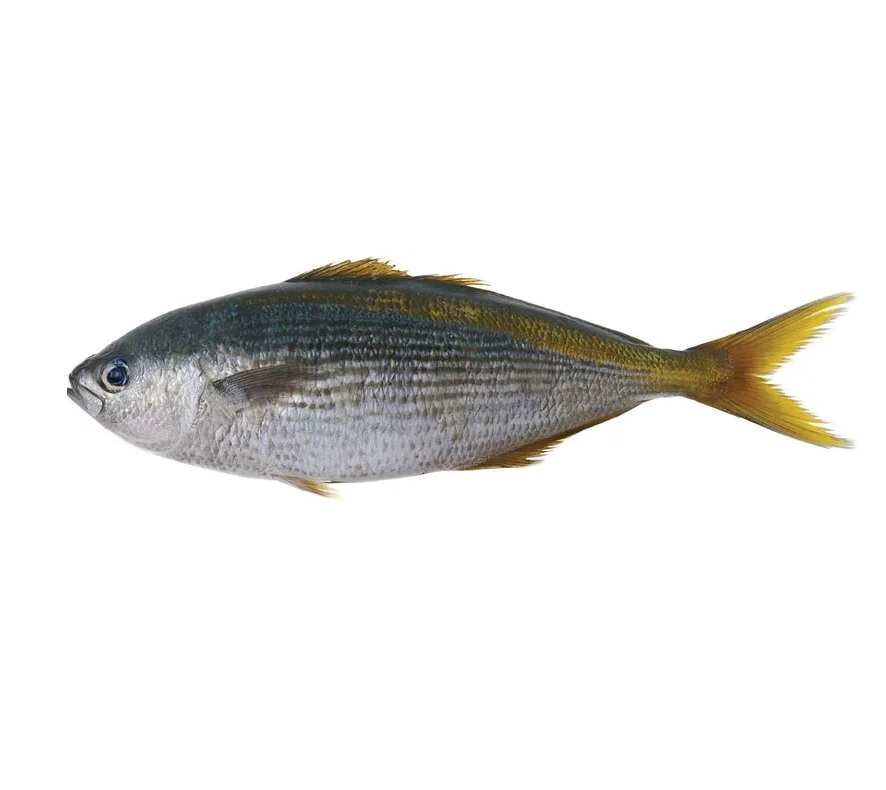 Francis Fish Frozen Potfish Cleaned (per KG)